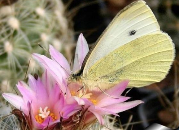 Bir Zamanlar Birisi Allah’tan Bir Çiçek ve Bir Kelebek Diledi