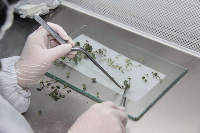 Konya Şeker Kendi Tohumunu Üretti, Milyonlarca Liralık Dövizin Yurtdışına Gitmesine Engel Oldu