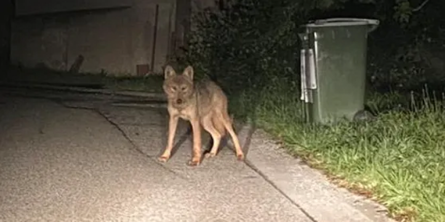 Avusturya Brand-Laaben kasabasında  Kurt Görüldü