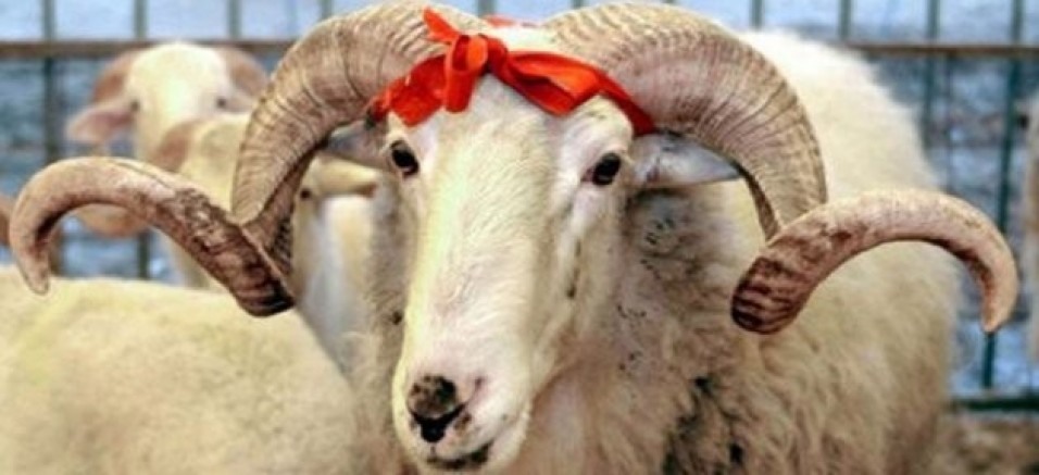 Avrupa Adalet Divanı : Dini usulle hayvan kesimi yasağına onay