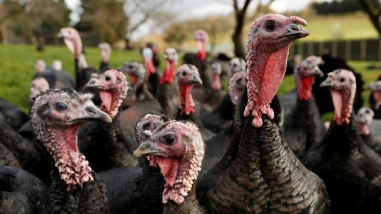 Macaristan’da kuş gribi nedeniyle 90 bin hindi itlaf edildi
