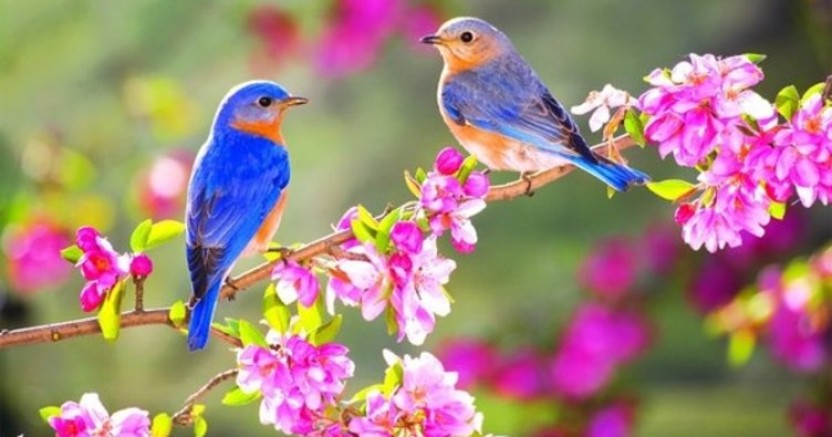 Baharı müjdeleyen Cemre ne zaman düşecek? 2021 İlk cemre düşme tarihi!