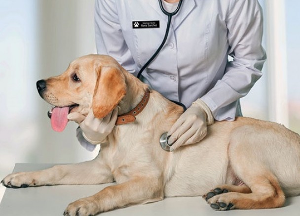 Avusturya’da eski sevgilisinin köpeğine tecavüz edene 15 ay hapis cezası