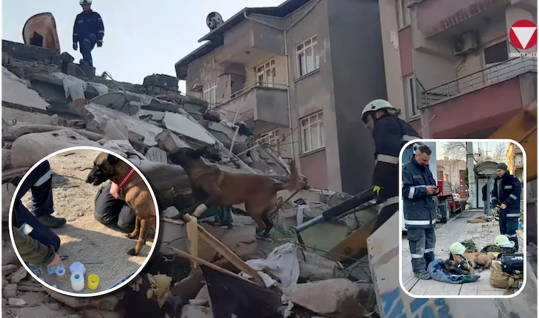 Avusturya yardım köpeği Boom ve Action iyiki varsınız! Depremde yaralı patileriyle ‘’Boom’’ can kurtarmak için koştu