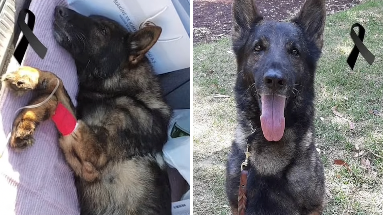 Meksika’dan Deprem bölgesine gelen cesur kurtarma köpeği “Proteo” öldü