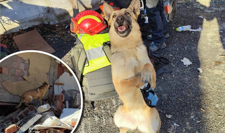 Macaristan arama kurtarma köpeklerinden biri olan ‘Gogo’ Türkiye’deki depremde arama yaparken yaralandı