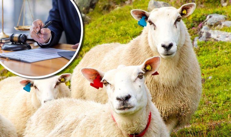 Avusturya | Niederösterreich eyaletinde 61 yaşındaki bir adam hamile koyuna tecavüz ederken yakalanmıştı! Savunması pes dedirtti