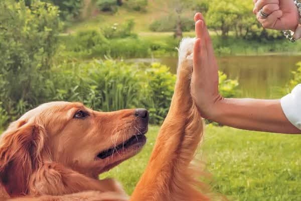 Avusturya’da Hayvanlara Kötü Muamele Şüphesiyle Köpek Eğitmeni Gözaltına Alındı
