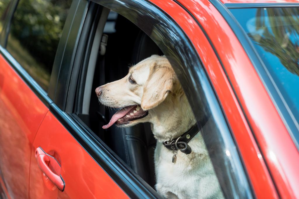 Avusturya’da Avukatın Köpeği “Elly” Ön Koltukta Oturduğu İçin 600 Euro Ceza Aldı