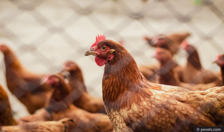 Salmonella Salgını Sebebiyle Yumurta Üreticisi 1.2 Milyon Tavuğu İtlaf Etti