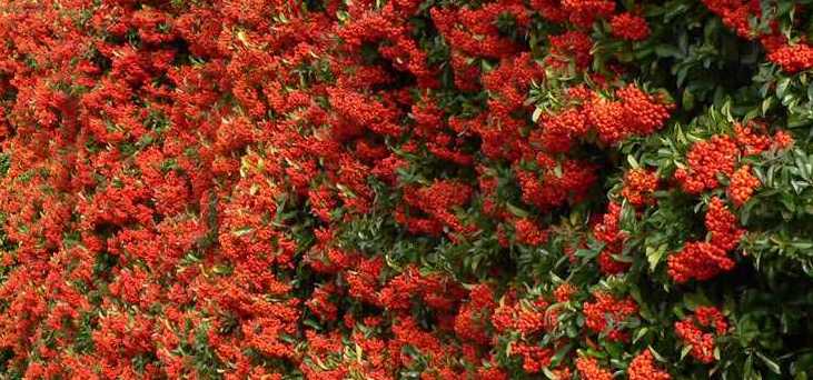 Viyana Metro İstasyonlarında Ücretsiz Çalı Bitkileri Dağıtımı Başladı