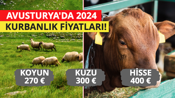 Avusturya’da 2024 Kurbanlık Fiyatları Açıklandı: Koyun 270 Euro, Kuzu 300 Euro, Büyükbaş Hisse 400 Euro