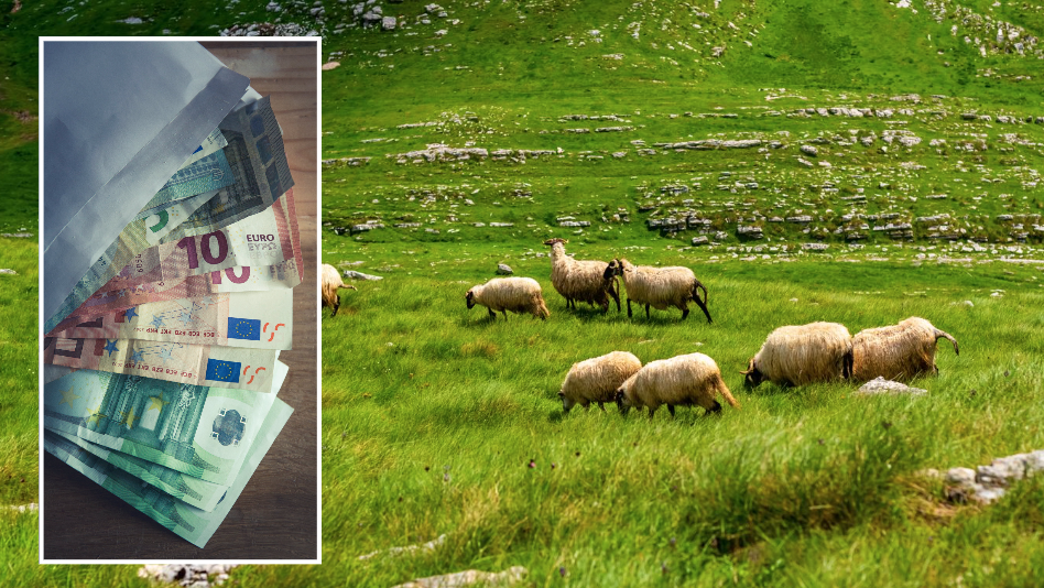 Viyana’da 10 Yılda Kurbanlık Koyun Fiyatları 160 Euro’dan 270 Euro’ya Yükseldi  