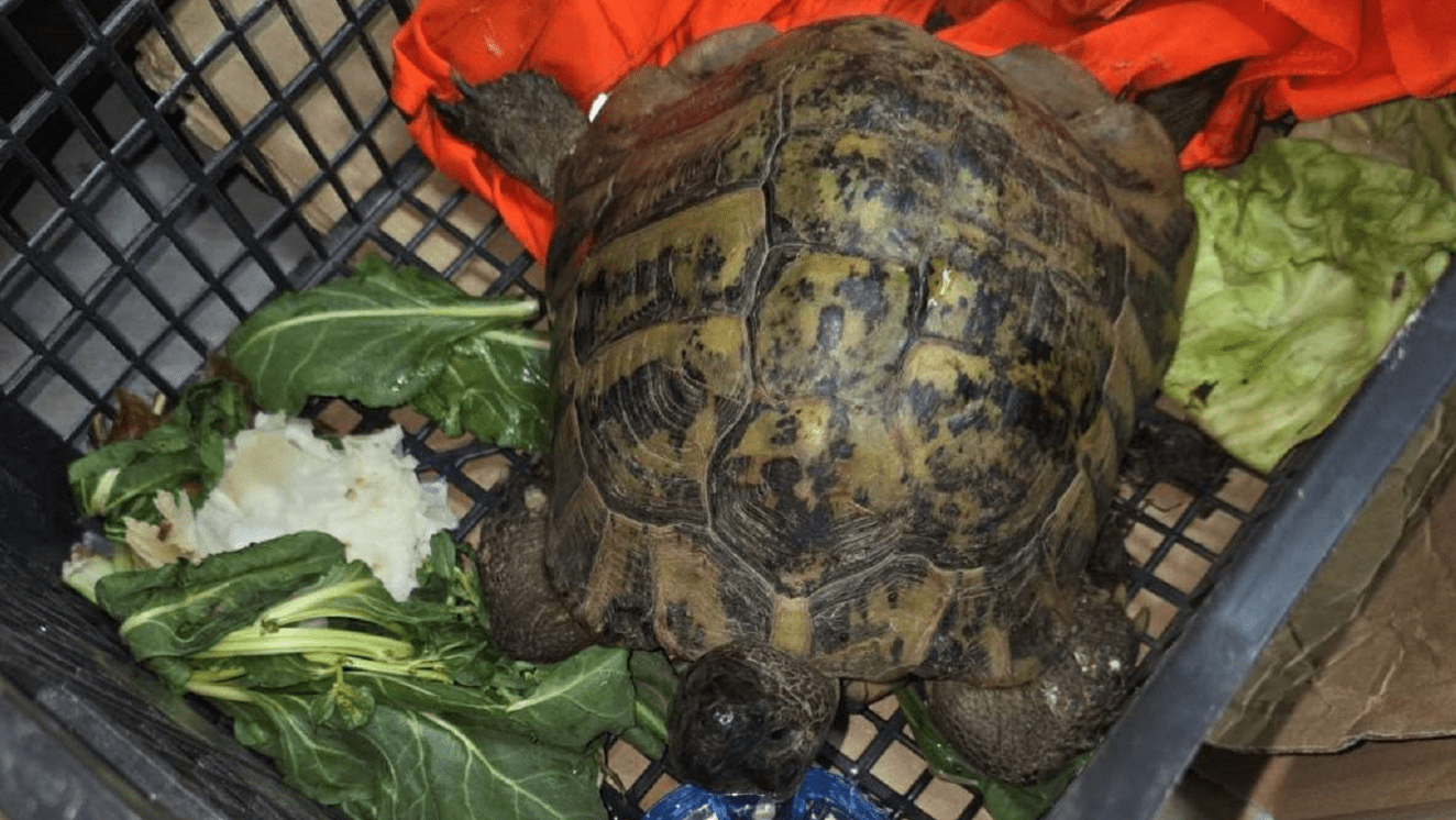 Sırbistan Kelebija Sınır Kapısında Korunan Kaplumbağa Kaçakçılığı Engellendi